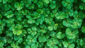 St Patricks Day 02